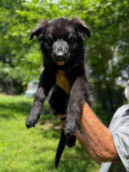 Solid Black German Shepherd (Female)