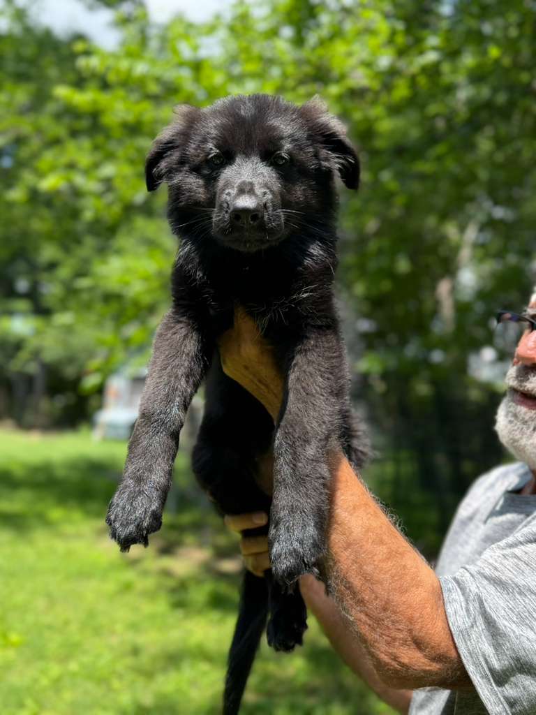 Female Puppy