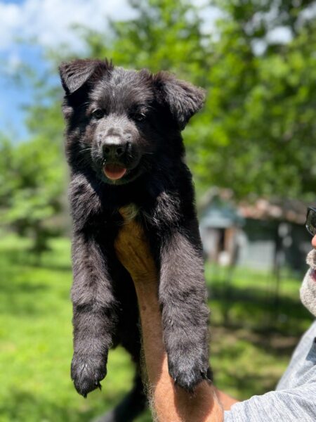 Elite Black German Shepherd Puppy (Male) – "Shadow"