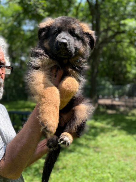 Black & Red German Shepherd (Male)
