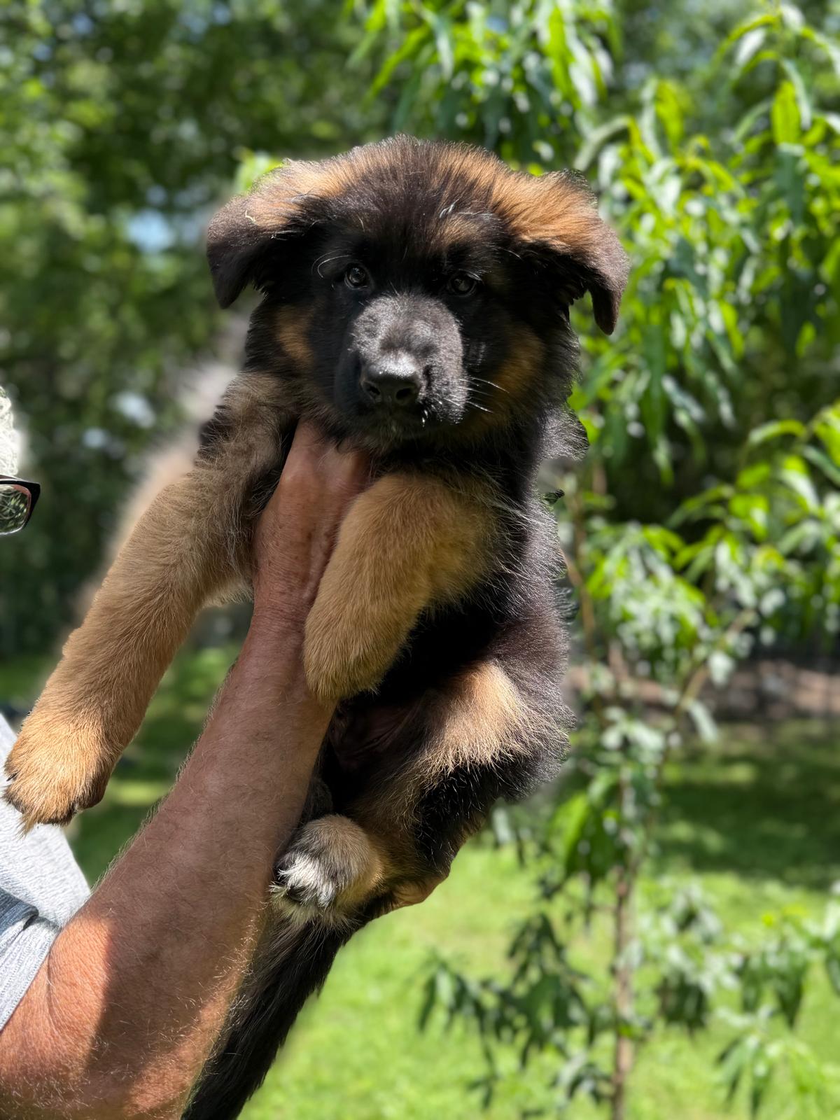 Male Puppy
