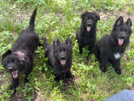 Black German Shepherd (Female) – Ayla