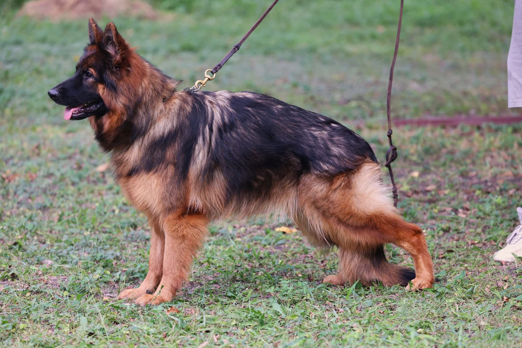 Adult Dog