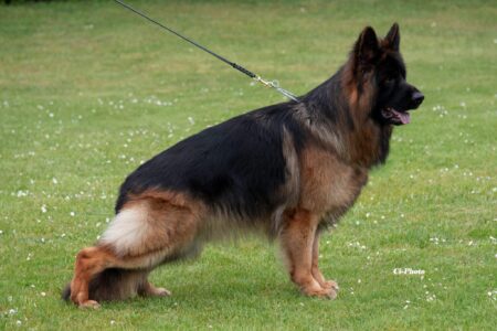 VA Lion di Terra Scura (Male Stud)